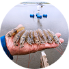 Shrimp farming
